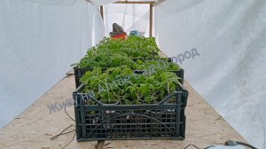 Обустройство теплицы с обогревом для передержки рассады