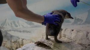 В Московском зоопарке появились на свет птенцы пингвинов Гумбольдта: видео.