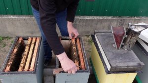 Помощь слабым прошлогодним отводкам.