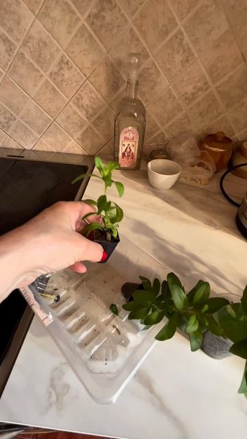 Купила черенки 😊