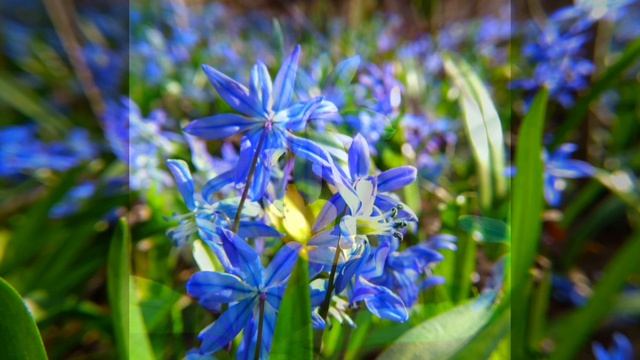 Весенний лес