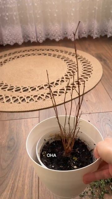 Как спасти пересушенное комнатное растение