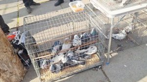 1000109334.mp4 Голуби на ярморке