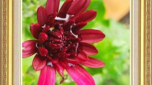 Ботанічний  сад   2026