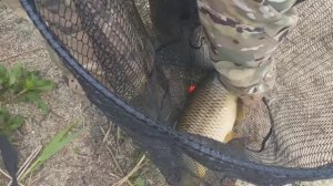 Приехали на дикий прудишко,поклевки крупного сазана на горох