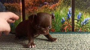 Ефим #скидки до 20/04/26 #купить_щенка_чихуахуа_продаю +79215950848