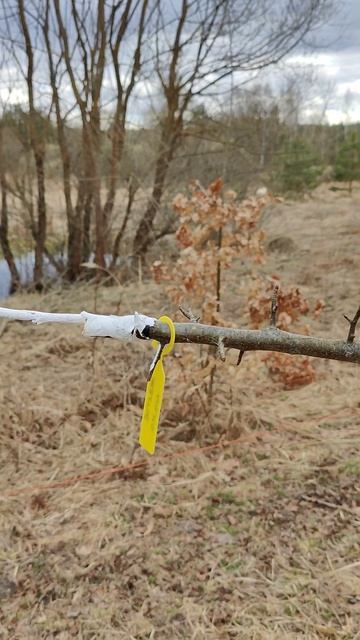 Прививка дикой яблони