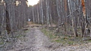 2026/4/4: Лосиха в кустах вдали от дороги на Красные озёра у лыжни на 10 км