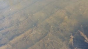 запуск раков полкило 05.04.26