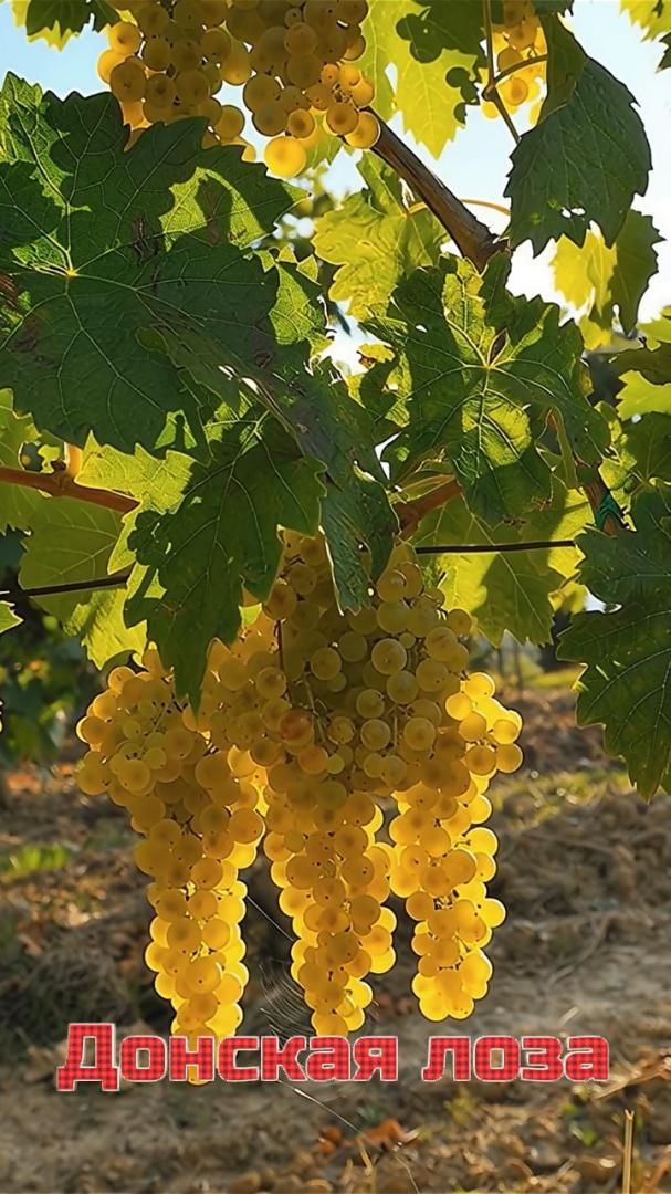Вино с белого винограда от А до Я. Донская Лоза