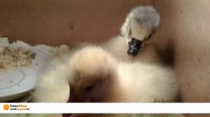 Курятник On-Line