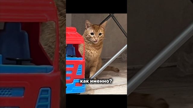 Приколы с собаками и котом в 2025