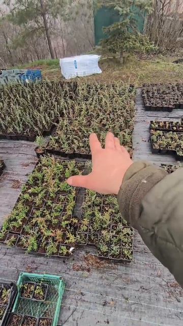 К новому сезону черенкования готовы🌲