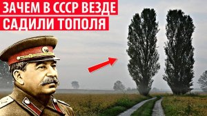 Зачем в СССР везде высаживали тополя