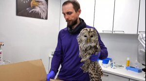 Длиннохвостая Неясыть. Осмотрели врачи и выпустили на волю 05.04.2026