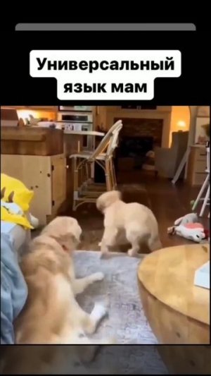 Клип @meowtaverse