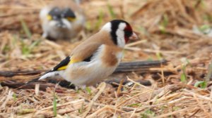 Птицы Новгородской области видео, Щегол, наблюдение птиц, 5 апреля 2026