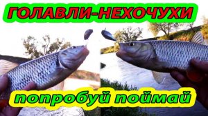 ГОЛАВЛИ-НЕХОЧУХИ треплют нервы. Ловля голавля на спиннинг. Рыбалка весной.