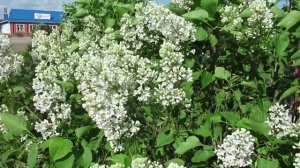 Обрезка сирени весной: как правильно это сделать