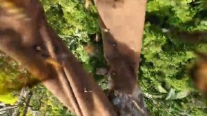 Охота на гигантского дикого медоносца.