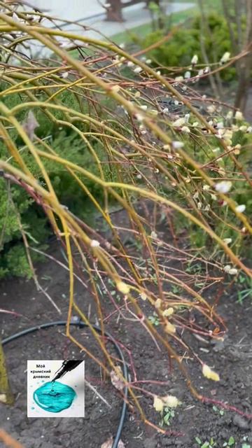 С Вербным воскресеньем🌸 #весна2026 #верба #вербноевоскресенье #весна #крым #переездкморю