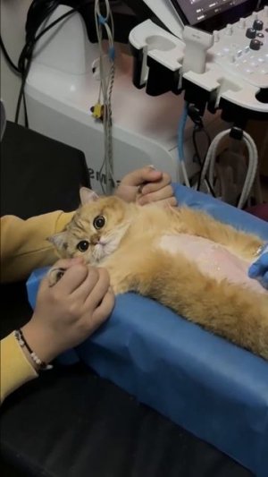 Максимальная милота