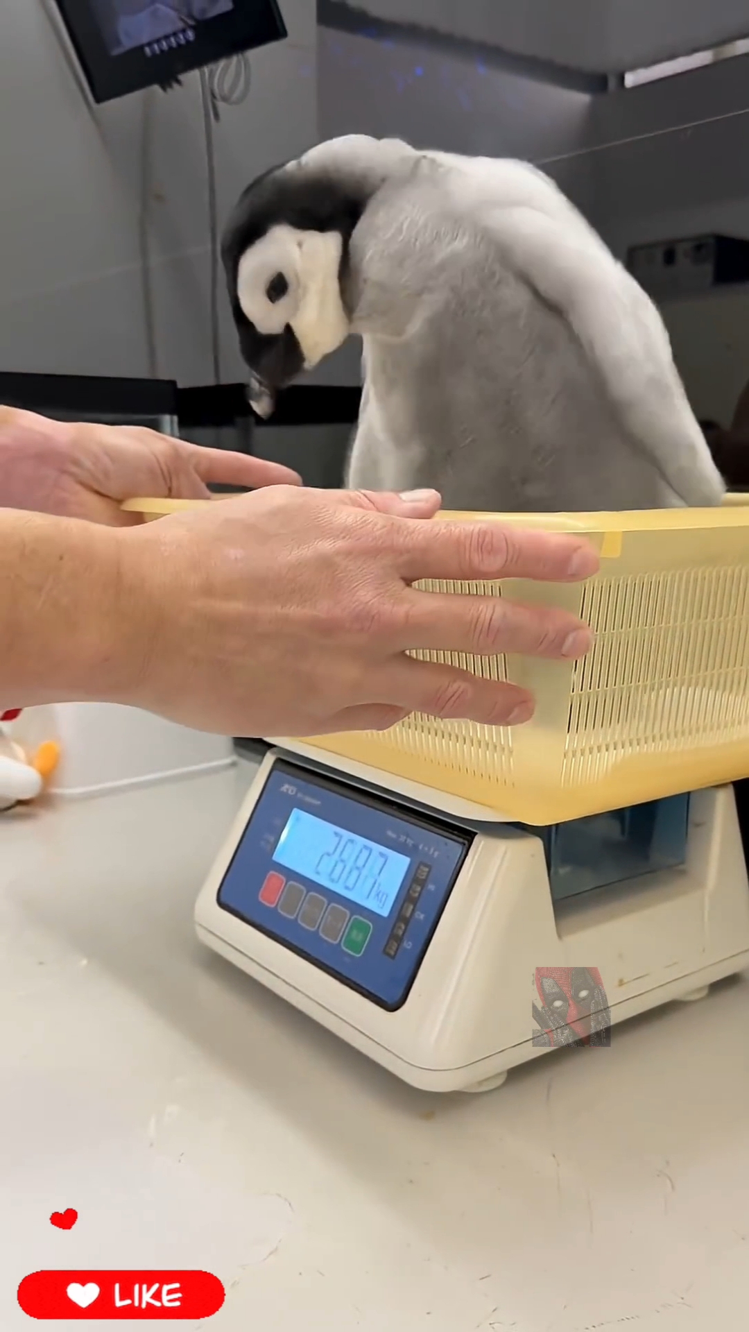 Ути какая прелесть 😼🫶😍