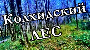 ТРОПЫ В КОЛХИДСКОМУ ЛЕСУ. ГУЛЯЕМ. СКАЙ-ПАРК. СОЧИ. 24.11.2025 г.