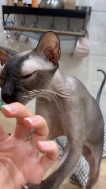 Сима ест пирожок #сфинкс #петерболд #смешные_видео_кошки