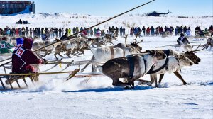 Масштабный слет оленеводов на Ямале собрал 200 участников