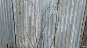 363. Розы открыл. Виноград колосится.