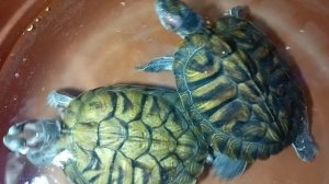 Кормим красноухин серепах. Умная колонка Маруся рассказывает анекдоты. 05-04-2026