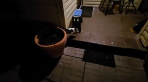 🔥кототигр Енот даже поздно ночью бежит встречать, приехала