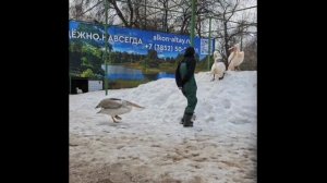 "Сторожевой" пеликан в барнаульском зоопарке