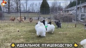 Идеальное птицеводство достойно восхищения 🐓🦆🦢🦚🦃🐔 эпизод (481)