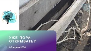 Уже пора открывать виноград? 05.04.2026