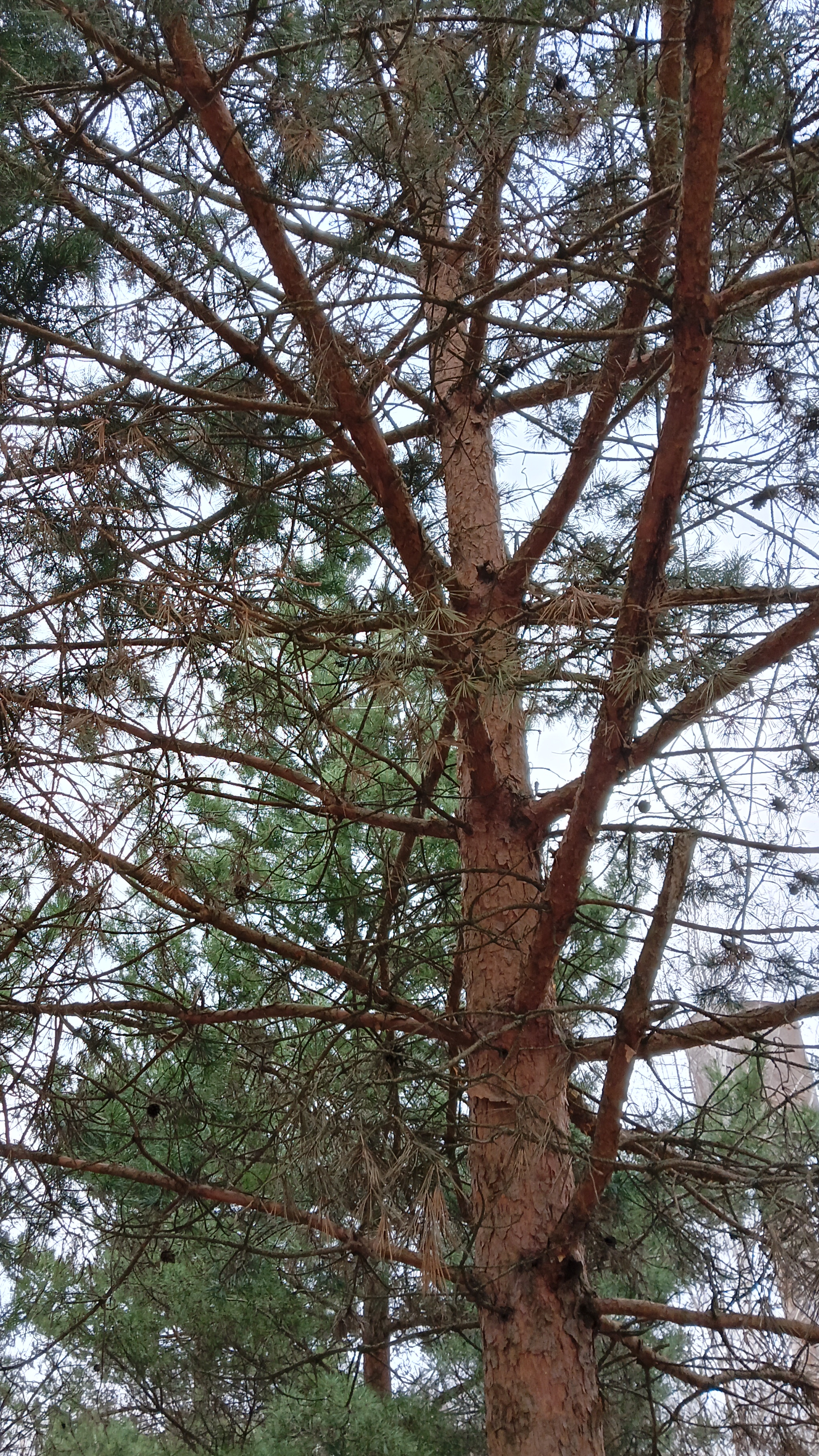 Птички в соснах