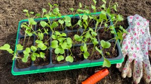 Заехали в Светофор, мои покупки. Запустили скважину, посадила редиску и астры.