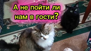 КОШКИ С ОЗВУЧКОЙ.