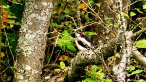 Старая липа...