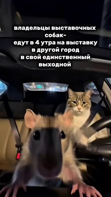 Выставка собак и я