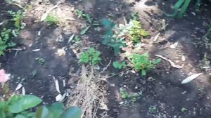 Вмиг оживит РОЗЫ. Аптечное средство. Увеличиваем количество бутонов.