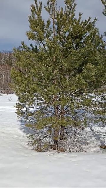 Природа 28 марта на реке Вятке.