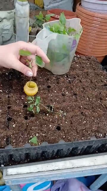 03.04.2026г. Черенкую вторую партию клематисов.