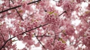 Небеса открываются только раз в году. 5 апреля - не пропустите.