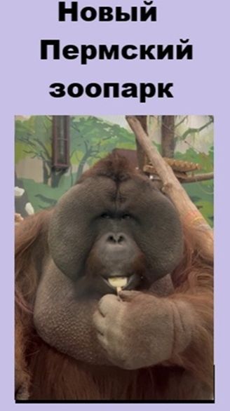 Новый Пермский зоопарк - что там интересного?
