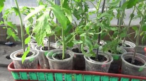 Как я поливаю это огромное количество рассады? Индивидуально. Ответ на вопрос зрителей. 4.04. 2026.