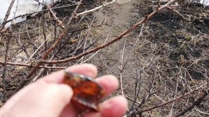 ДОЖДИ,НО РАБОТУ В САДУ НИ КТО НЕ ОТМЕНЯЛ