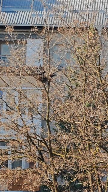 Кисловодск . Грачи .