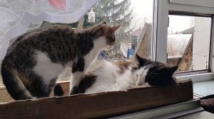 ДОМОСЕД! ДОМОСЕДУ! ПРО ДОМОСЕДА! О ДОСОСЕДЕ! ГДЕ ПОДДЕРЖКА ДОМОСЕДА?